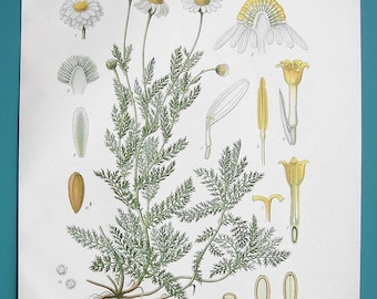 MEDICINAL PLANTS Flowers Chamomile Anthemis Nobilis - 1883 COLOR Litho Antique Botanical Print