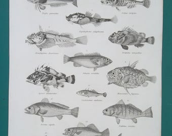 FISHES Ichthyology Gurnard Bullhead Sea Raven Drumfish Rockfish Scorpion Thickleback - 1842 Antique Print