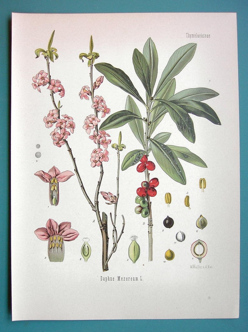 MEDICINAL PLANTS Flowers Spurge Laurel Daphne Mezereum 1883 COLOR Litho Antique Botanical Print image 1