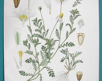MEDICINAL PLANTS Anthemis Arvensis Corn or False Chamomile - 1883 COLOR Litho Antique Botanical Print