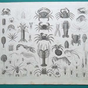 MARINE LIFE Crustacea Arachnida Spiders Crabs Shrimp Lobster Scorpion Mites Ticks 1844 SUPERB Original Antique Print image 1