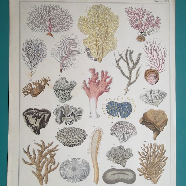 MARINE LIFE Corals Sea Fan Genus Gorgonia Madrepora etc - 1843 COLOR Original Antique Print by Prof. Oken