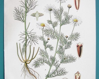 MEDICINAL PLANTS Flowers Wild Chamomile Chrysanthemum Inodorum - 1883 COLOR Litho Antique Botanical Print