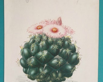 CACTUS Elephant's Tooth Genus Mamillaria - 1849 Color Botanical Print