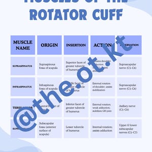 May include: An educational chart titled MUSCLES OF THE ROTATOR CUFF with a light blue background. It features a table detailing the origin, insertion, action, and innervation for the supraspinatus, infraspinatus, teres minor, and subscapularis muscles.
