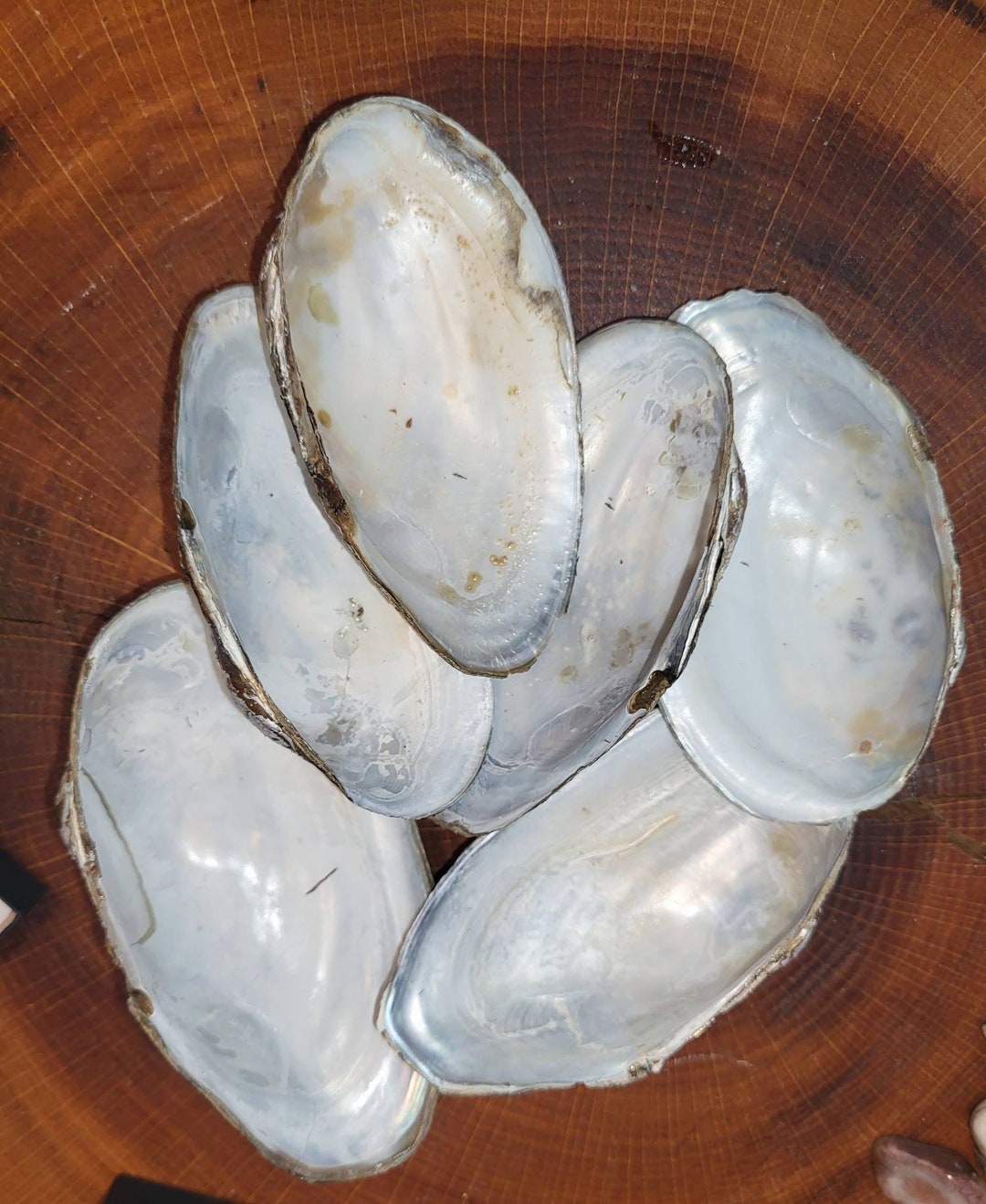 Lot of Fresh Water Oyster Shells Mother of Pearl. Etsy