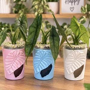 Könnte beinhalten: Drei kleine Alocasia-Pflanzen in zylindrischen Töpfen in Hellrosa, Hellblau und Weiß. Jeder Topf hat ein erhabenes, geprägtes Blattdesign auf der Vorderseite. Die Pflanzen stehen in durchsichtigen Behältern mit kleinen weißen Kieselsteinen.