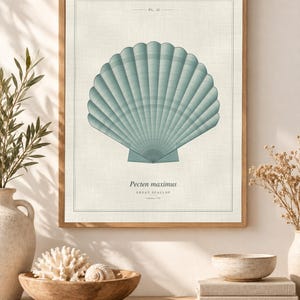 Op de afbeelding: Een ingelijste wandkunstprint met een gecentreerde illustratie van een blauwgroene Pecten maximus schelp. De tekst luidt PL. II, Pecten maximus, GREAT SCALLOP en Linnaeus, 1758. De print heeft een lichtcrème achtergrond met een dunne rand.