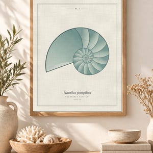 Op de afbeelding: Een ingelijste kunstdruk met een blauwgroene illustratie van een Nautilus pompilius schelp op een crèmekleurige achtergrond. De tekst PL. 1 staat bovenaan, met Nautilus pompilius en CHAMBERED NAUTILUS onderaan afgedrukt.