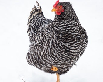 Plymouth Rock Hen in Snow