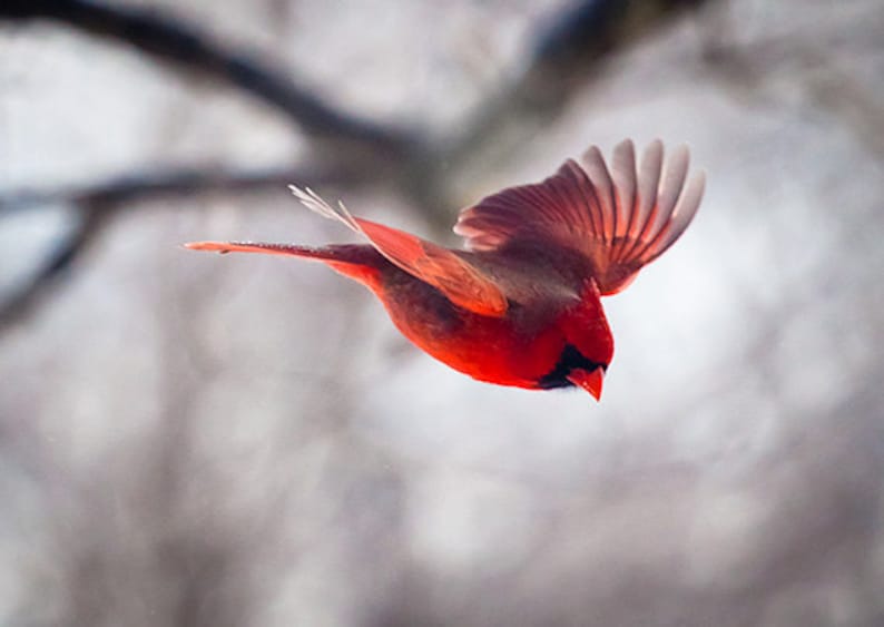 Flying Bird Cardinal Bird Photography Christmas Card | Etsy