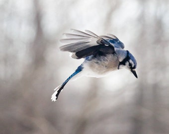 Bird Photography: The Art of Staying Aloft No 8 Blue Jay (Cyanocitta cristata)