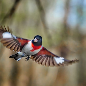 Rose-breasted Grosbeak, birds, photo, nature photography, red and white, black and white, flying (Pheucticus ludovicianus)