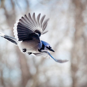 Blue Jay: The Art of Staying Aloft No 35  (Cyanocitta cristata)