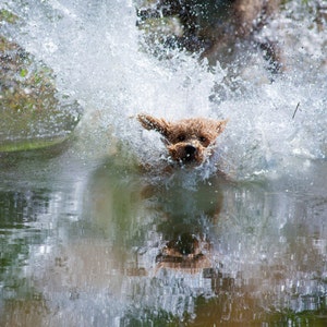 Hund-Fotografie: Die Kunst der Akrobaten-Nr. 2