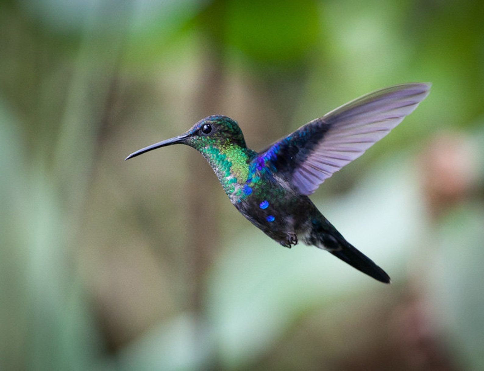 птичка колибри фото. белохвостый колибри. 0 bird. 0 bird. птицы грузии.