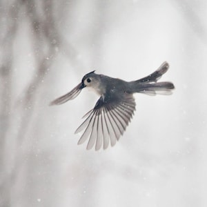 Bird photography: The Art of Staying Aloft No.22 Tufted Titmouse (Baeolophus bicolor)