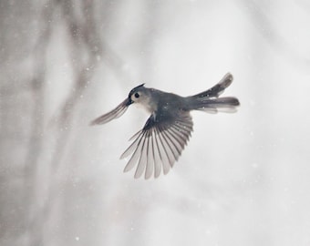 Bird photography: The Art of Staying Aloft No.22 Tufted Titmouse (Baeolophus bicolor)