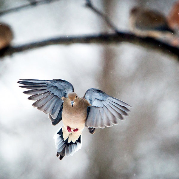 The Art of Staying Aloft, Mourning Dove, Doves, birds flying, woodland animals, winter photographs, wall art, bird photography print