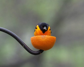 Bird photography: The Art of Staying Aloft No. 20 Baltimore Oriole (Icterus galbula)