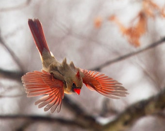 The Art of Staying Aloft  No.9 Northern Cardinal (Cardinalis cardinalis)