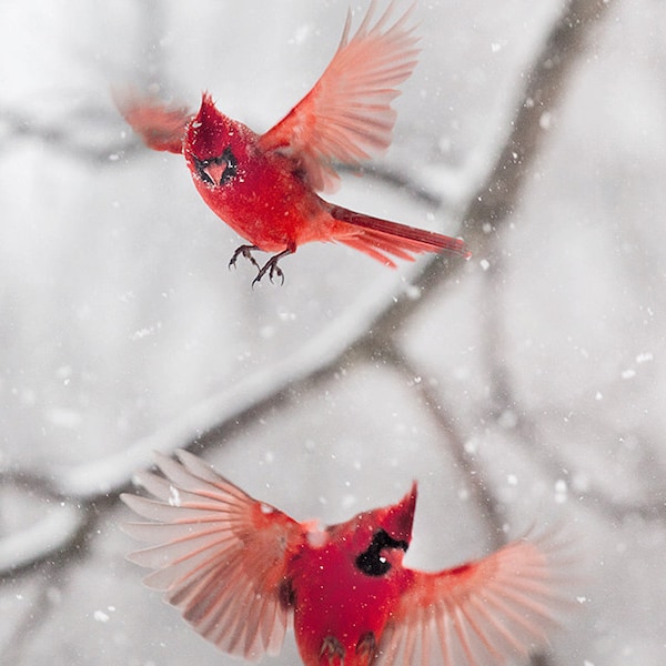 Impression de photographie d’oiseaux, Cardinal, rouge Cardinal, vacances, neige, hiver, photographie de Nature, oiseaux, rouge et blanc, Birdfeet