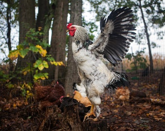 The White Rooster Stretching