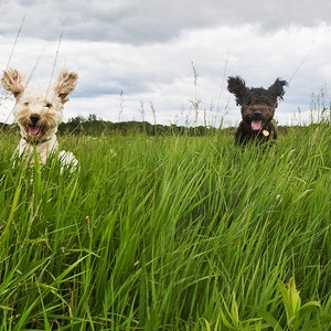 Dog Photography: The Art of the Acrobats  No. 1