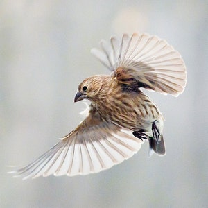 Bird photography:  House Finch (Haemorhous mexicanus ) The Art of Staying Aloft No. 4