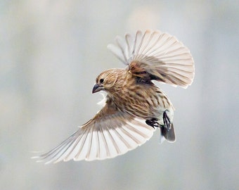 Bird photography:  House Finch (Haemorhous mexicanus ) The Art of Staying Aloft No. 4