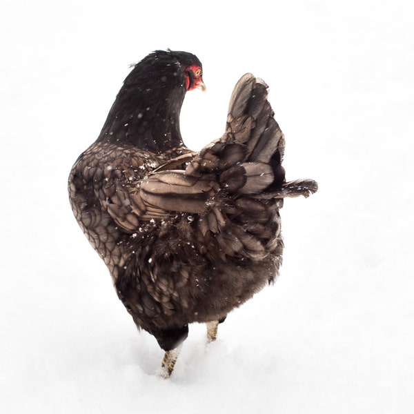 The Perfect Black Hen