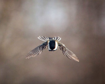 The Art of Staying Aloft No.38  Chickadee (Poecile atricapillus)