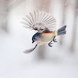 Vögel und Fotografie: The Art of Staying Aloft No.12 Tufted Titmouse (Baeolophus bicolor)