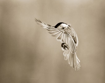 Chickadee, Bird photography, Fine art photography, Love bird, 8x10 bird print, Sepia prints, bird photograph, flying bird