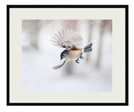GREY TITMOUSE BIRD Gloss Poster Print Greeting Card Vintage Retro Gift Framed