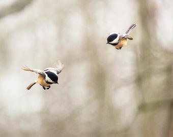 Chickadees under the oak tree--birds x 2