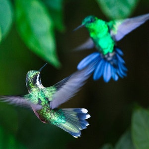 Hummingbirds--The Hummers No.6