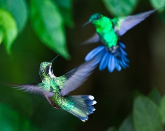 Hummingbirds--The Hummers No.6