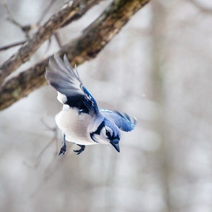 Blue Jay, wall art, bird photograph, wall art, winter photography, forest animals, bird art print,