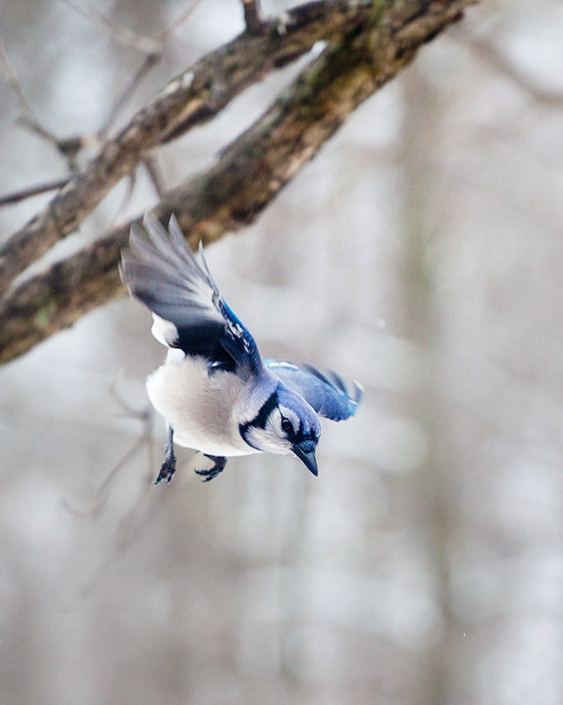 Blue Jay Wall Art Bird Photograph Wall Art Winter Etsy