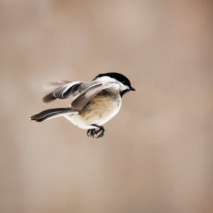 Die Kunst der Aufenthalt Aloft Nr. 11 Meise (Poecile Atricapillus)