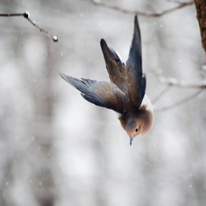 Bird Photography: The Art of Staying Aloft No.3 Mourning Dove (Zenaida macroura)