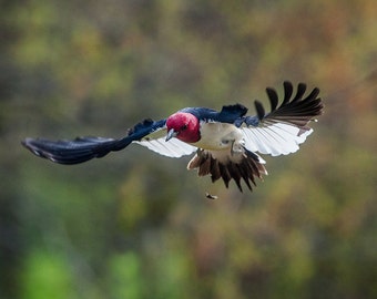 The Art of Staying Aloft No. 34 Red-headed Woodpecker (Melanerpes erythrocephalus)