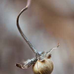 Garden in winter: seed pod