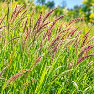 May include: A field of tall green grass featuring slender stalks topped with vibrant purple and reddish-brown seed heads. The plants grow in dense clusters, with the colorful, textured plumes reaching upward against a soft, out-of-focus background.