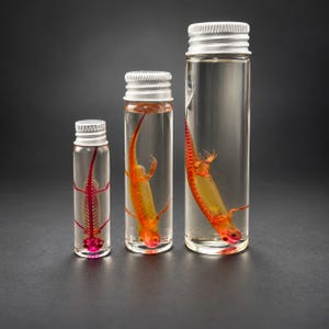 Op de afbeelding: Drie doorzichtige glazen flesjes van verschillende hoogtes, elk met een zilveren schroefdop, bevatten een geconserveerd exemplaar van een kleine salamander. De exemplaren hebben een doorschijnend geel lichaam met een rood skelet.