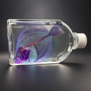 May include: A clear glass bottle containing a preserved fish specimen with a vibrant purple and blue skeletal structure suspended in liquid. The bottle features a white screw-top cap and a rectangular body with rounded edges, showcasing the fish.