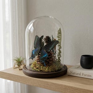 May include: A glass dome cloche with a dark wooden base containing a preserved blue and black butterfly perched on a brown pinecone, surrounded by green moss and dried fern fronds, creating a detailed natural display under the clear glass cover.
