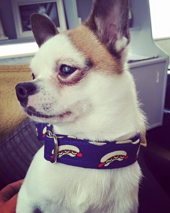 dog collar and leash in one