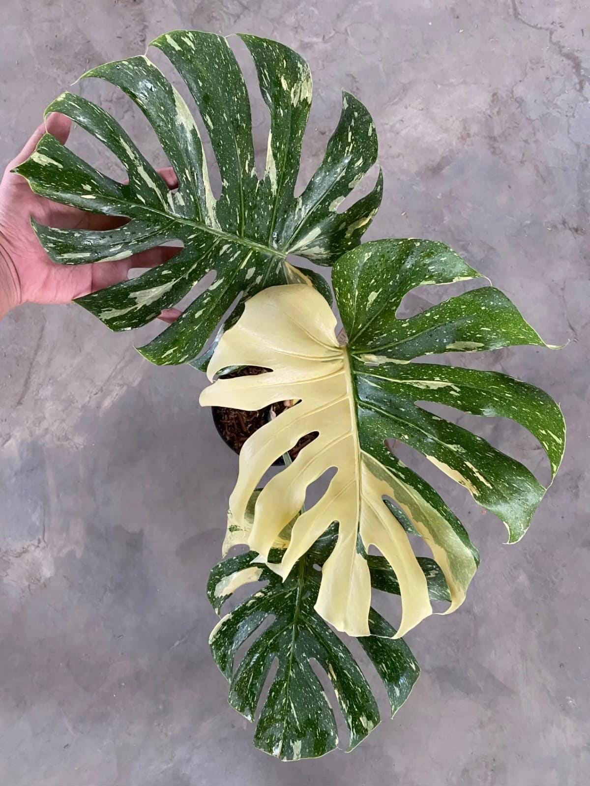 Monstera Mutation - Etsy